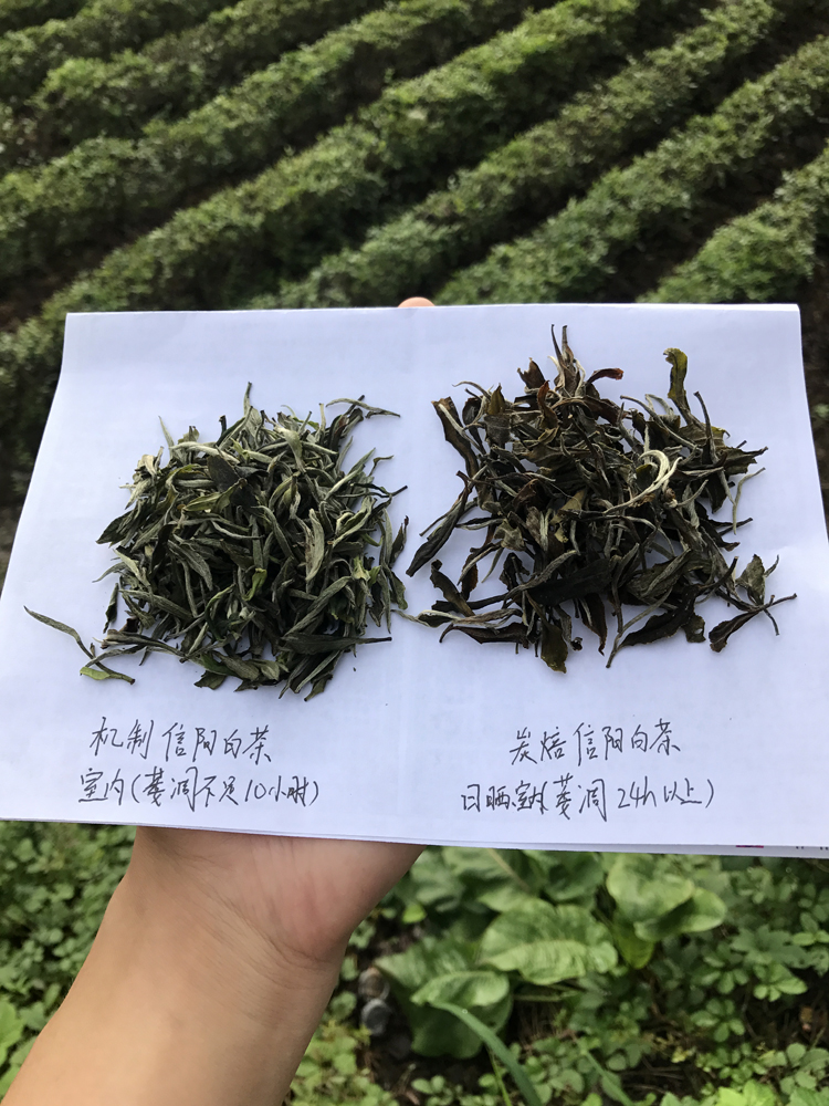 浉牌白茶 2024信阳白茶 明前一级润灵芽白茶 浉河港茶厂批发
