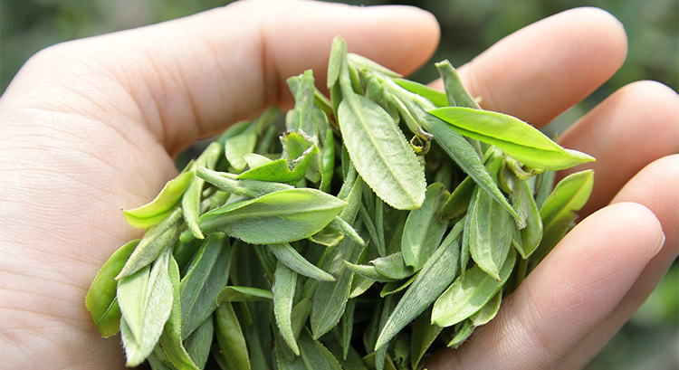 信阳白茶2025明前三级绽琼芽 春茶正宗浉河港核心产地白茶批发