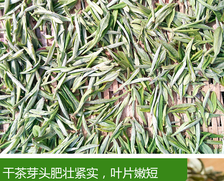信阳白茶2025明前三级绽琼芽 春茶正宗浉河港核心产地白茶批发