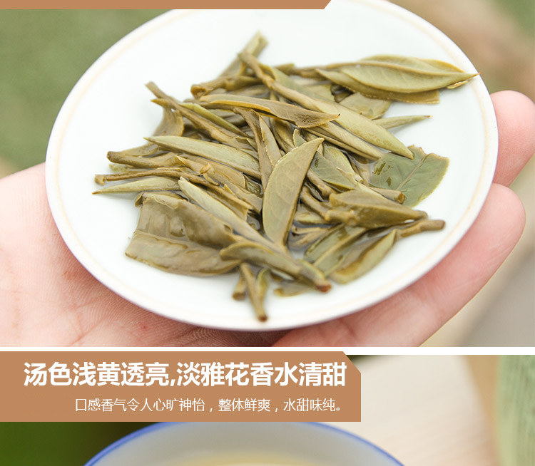 信阳白茶2025明前三级绽琼芽 春茶正宗浉河港核心产地白茶批发