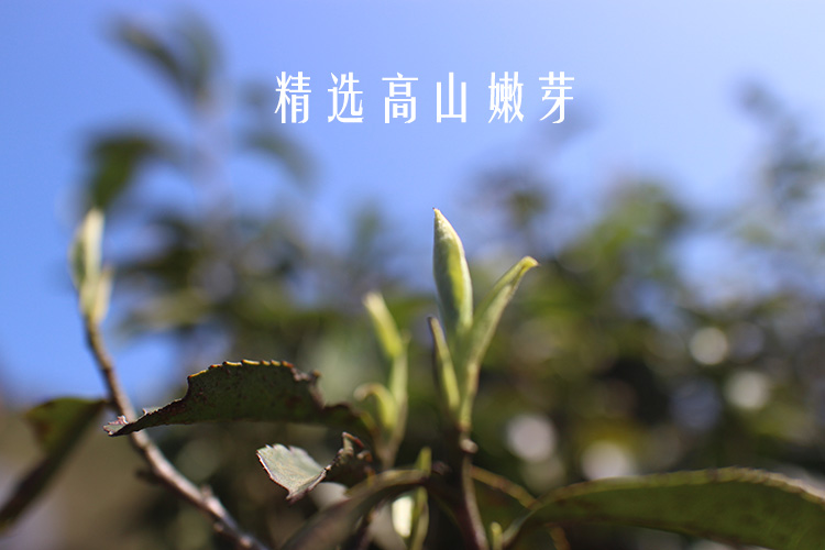 信阳白茶散茶 2024年白露茶 高山白露茶皛芽 茶厂直销