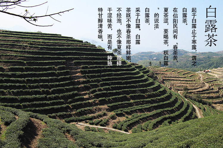 信阳白茶散茶 2024年白露茶 高山白露兰芽玉蕊 浉河港茶厂批发