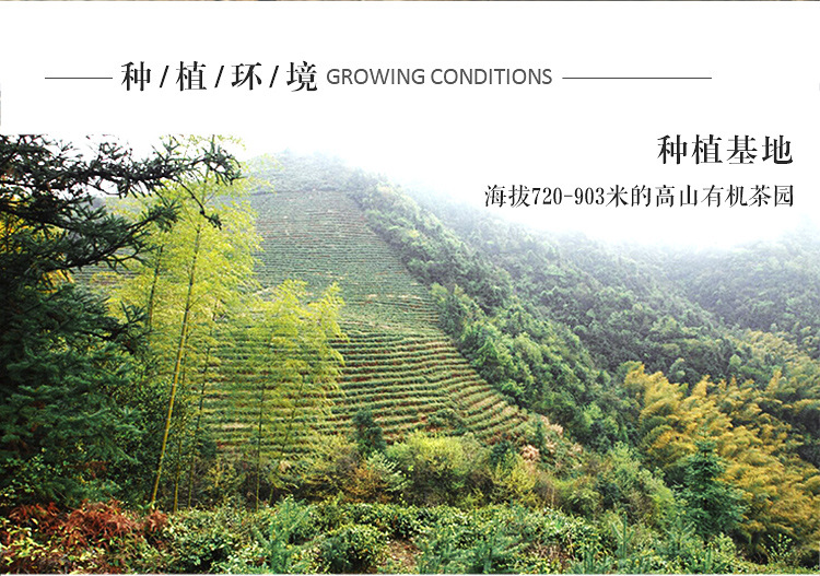 浉牌 2023信阳白茶 浉河港核心产地雨前一级润灵芽 新茶散茶批发