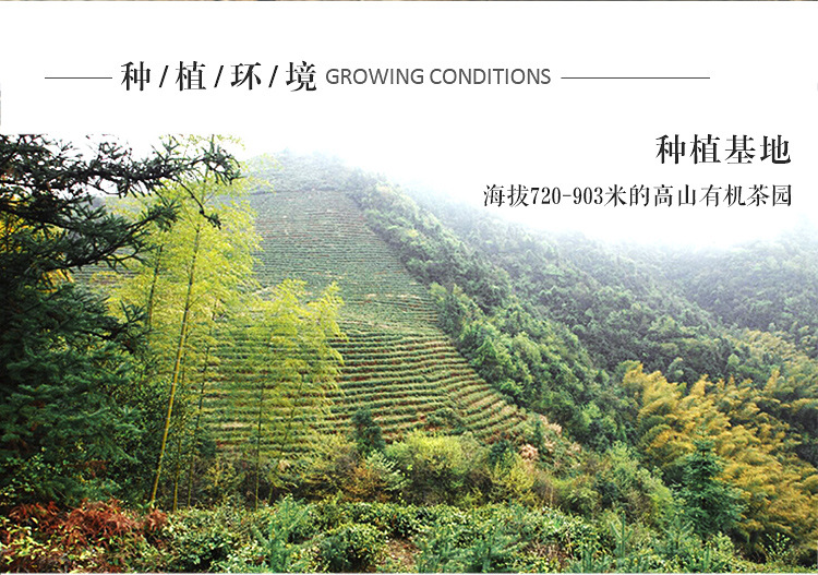 信阳白茶2024新茶 明前二级润灵芽白茶浉河港大山茶散装 产地批发