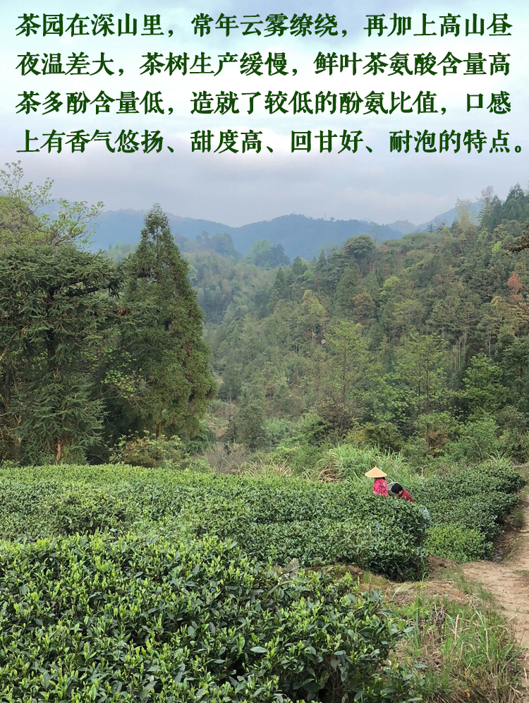 信阳白茶大山茶2024新白茶 春尾一级兰芽玉蕊 浉河港茶厂批发