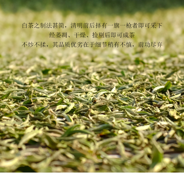 信阳白茶2025年春茶 雨前珍品皛芽大山茶 浉河港茶厂原产地批发