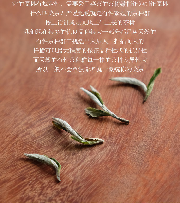 2025春茶信阳白茶新茶 雨前特级皛芽大山茶 浉河港核心产区直销
