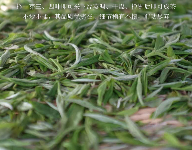 信阳白茶2025新茶 春尾二级兰芽玉蕊大山茶 浉河港原产地批发