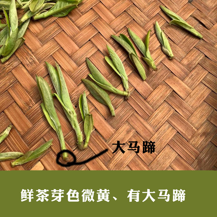 信阳白茶2025新茶 荒野白茶 浉河港原产地批发