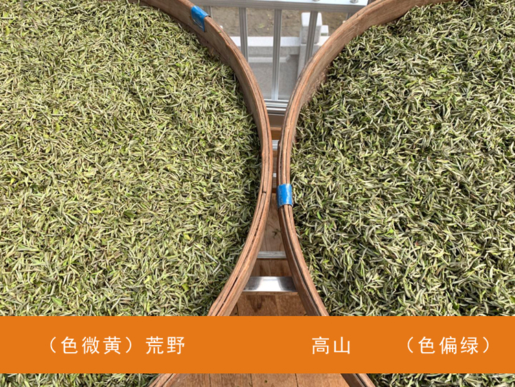 信阳白茶2025新茶 荒野白茶 浉河港原产地批发