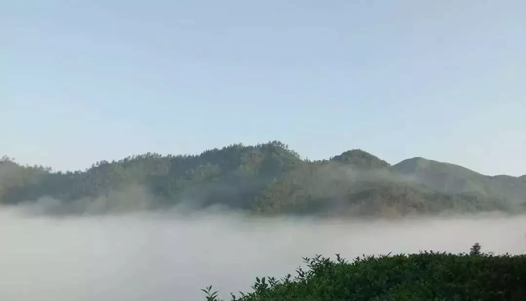 信阳文新茶村