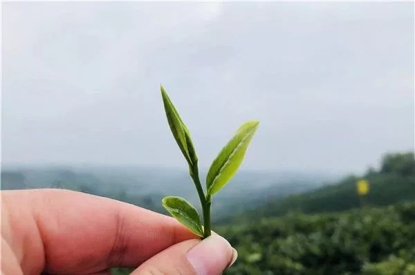 源自智慧茶庄园，方是好茶，阿里云茶人卧虎藏龙只为极致而生。