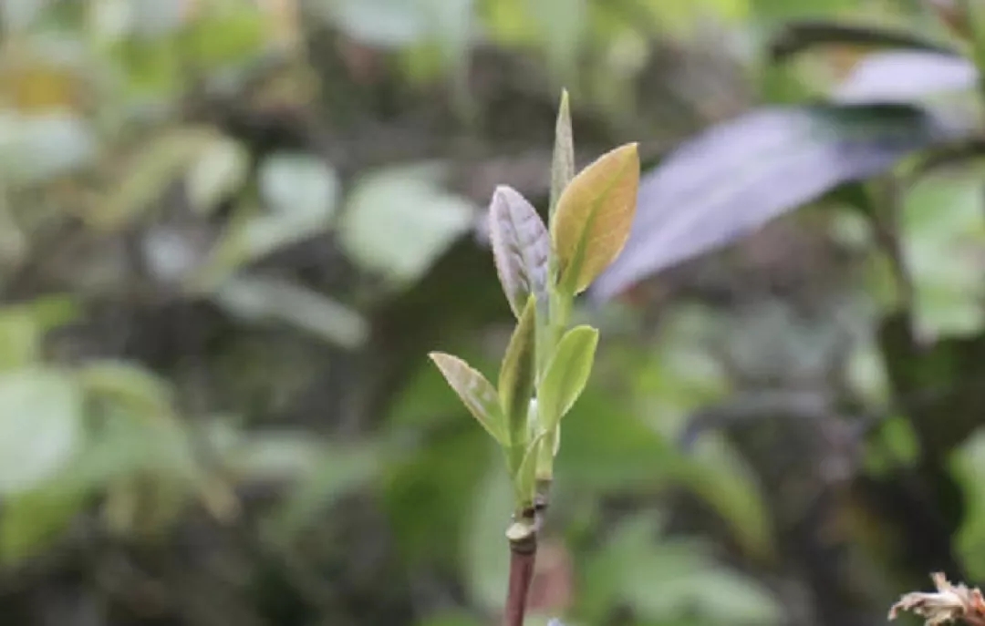 春茶│尝鲜核心产区白龙潭明前头采信阳毛尖茶