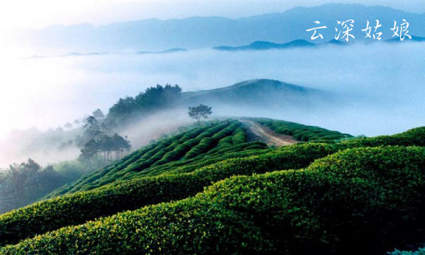 【阿里云·智慧茶庄园】隐匿在茶山中的庄园，一个安放灵魂与梦想的地方...