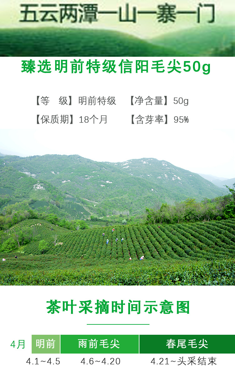 【五云两潭一寨】名山头茶50g明前特级2025新茶绿茶信阳毛尖高山头采