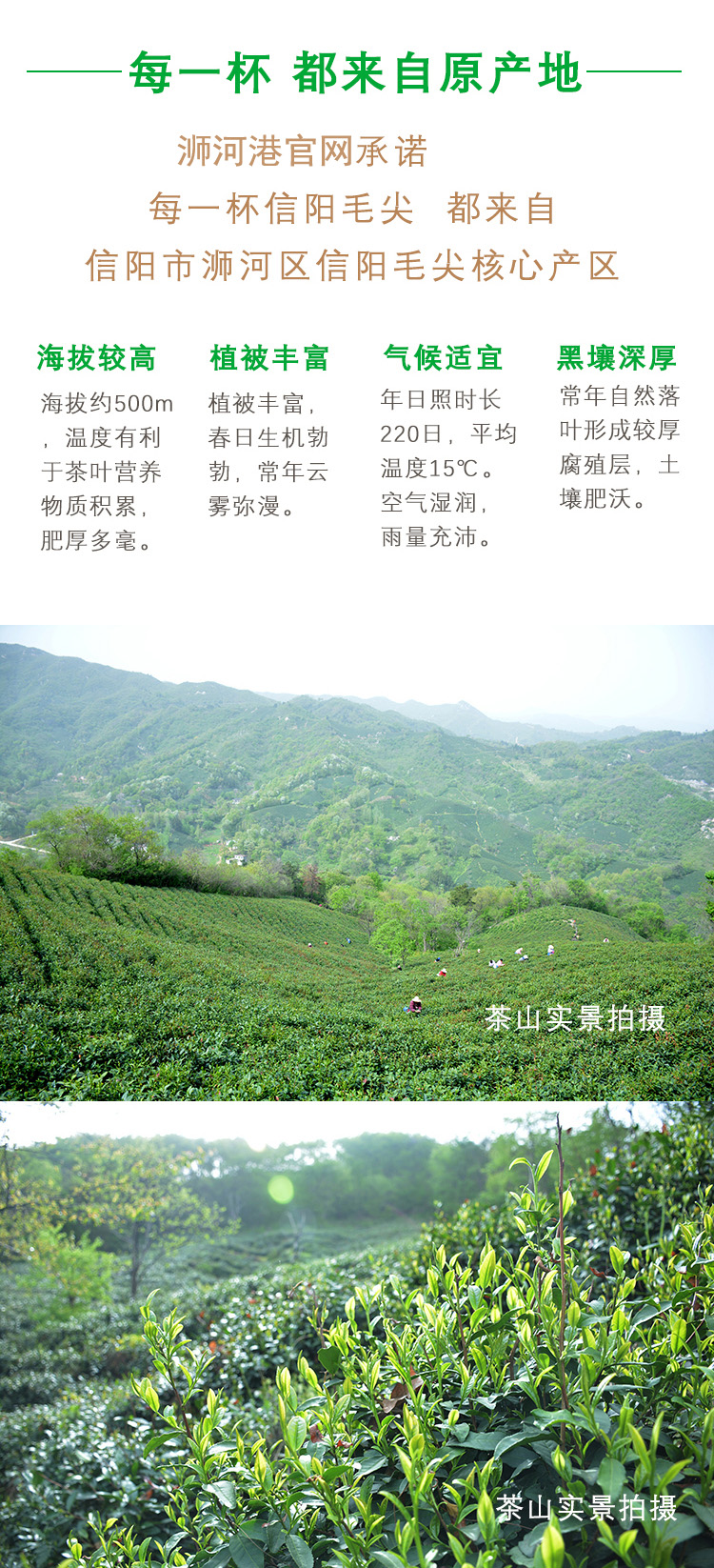 【五云两潭一寨】名山头茶100g明前小芽2024新茶绿茶信阳毛尖高山茶