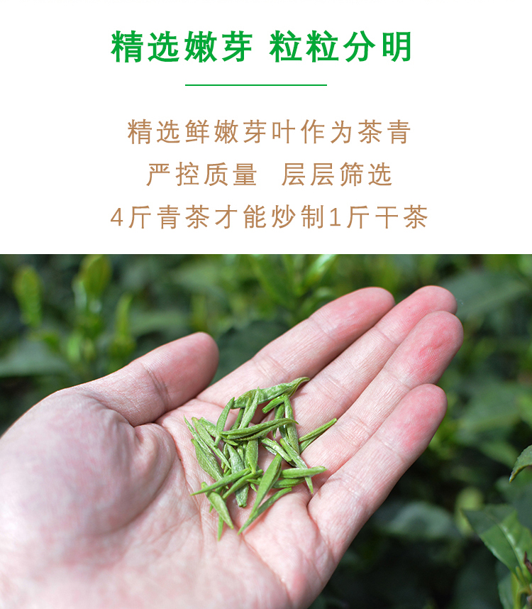 【五云两潭一寨】名山头茶100g明前小芽2024新茶绿茶信阳毛尖高山茶