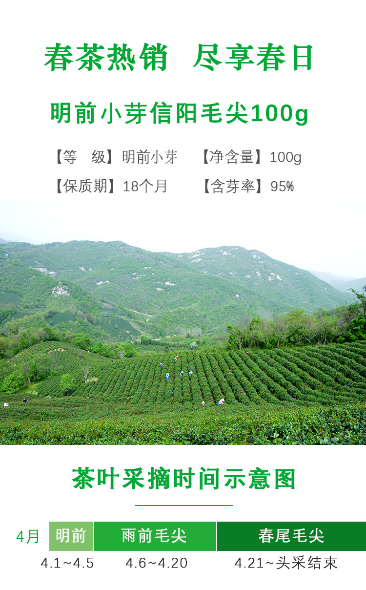 【五云两潭一寨】名山头茶100g明前小芽2024新茶绿茶信阳毛尖高山茶