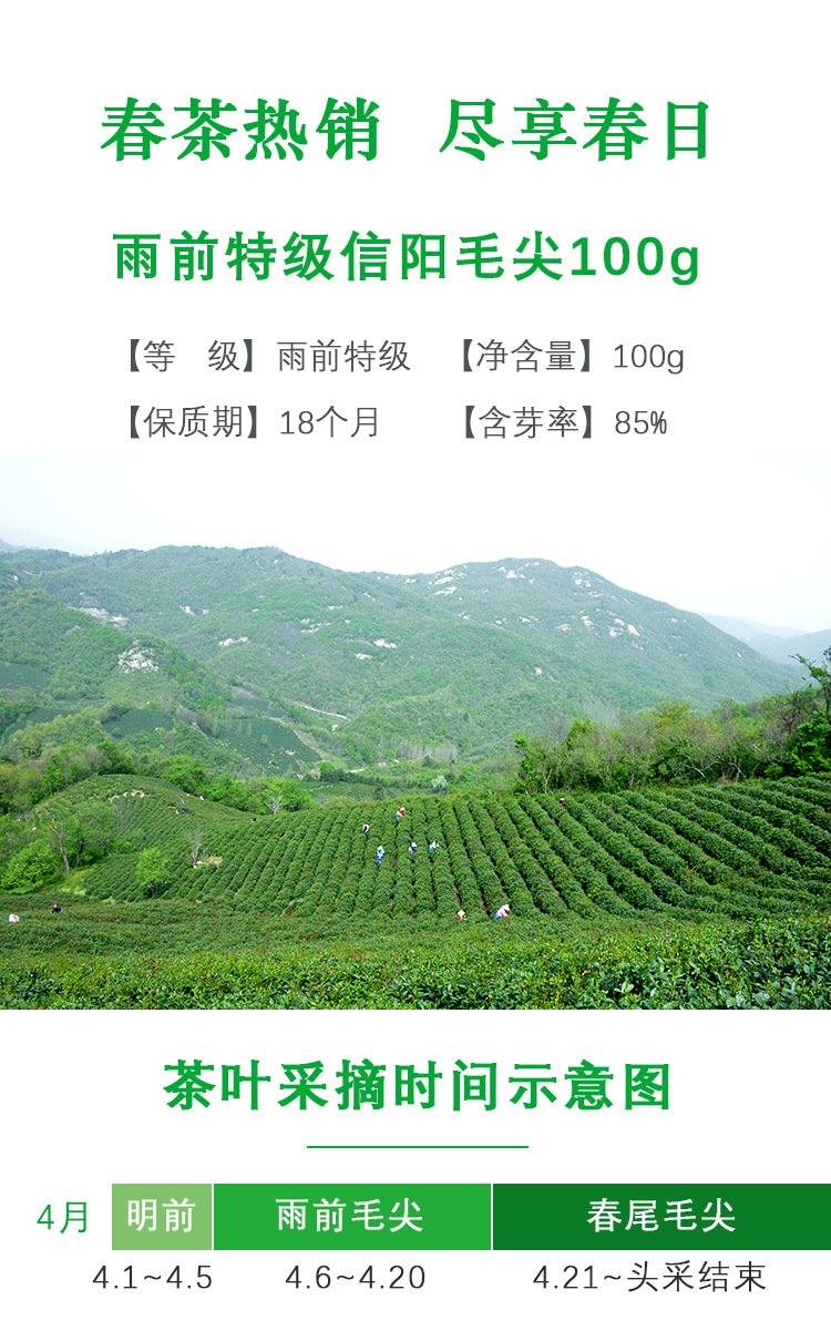 【五云两潭一寨】名山头茶100g雨前特级2025新茶绿茶信阳毛尖高山茶