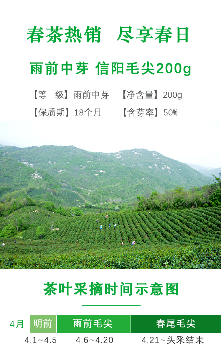 【五云两潭一寨】名山头茶200g雨前中芽2025新茶绿茶信阳毛尖高山茶