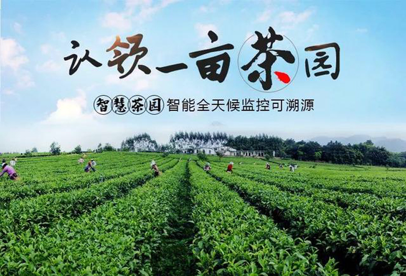 浉牌“一亩茶山“信阳浉河港私人茶园每年认养金