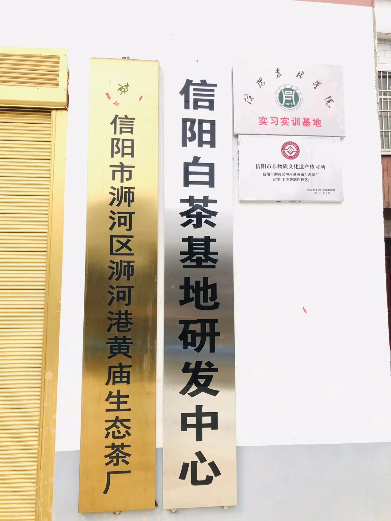 正宗信阳白茶2025年明前头采 贡品皛芽 浉河港大山新茶批发