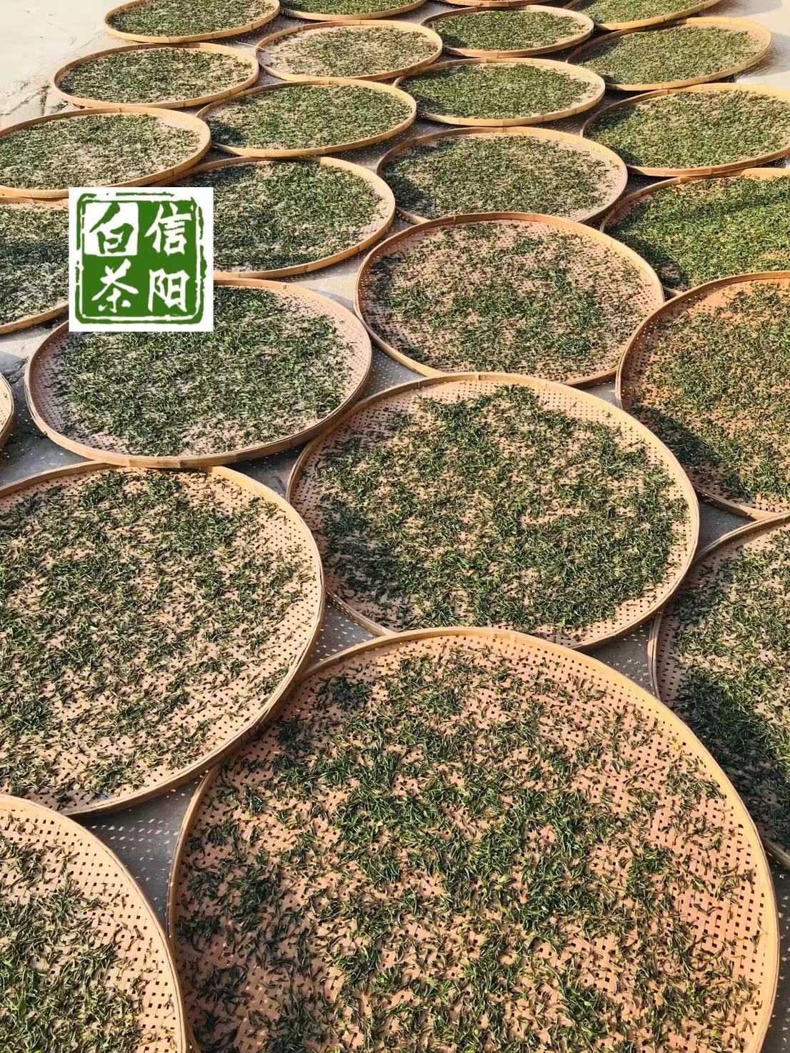 正宗信阳白茶2025年明前头采 贡品皛芽 浉河港大山新茶批发