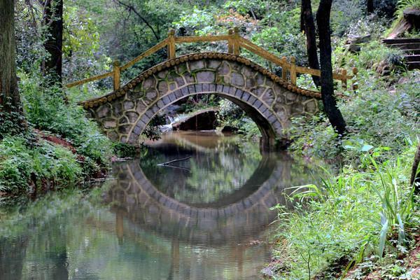 信阳毛尖 