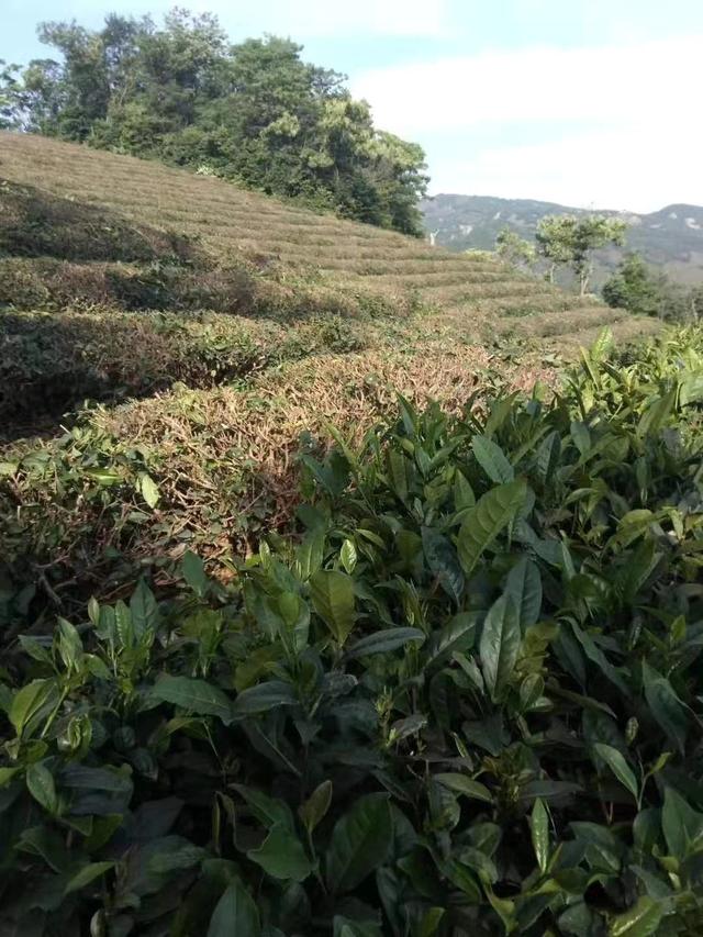 茶叶要施化肥？不需要！做好这点信阳的茶农照样能收获高产的茶叶