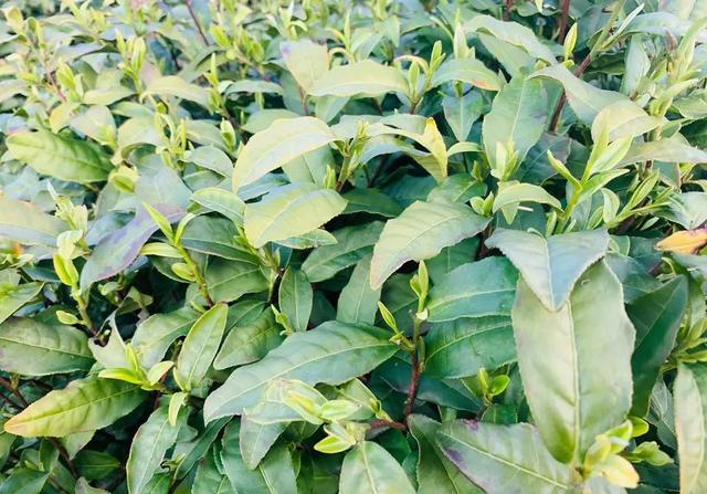 详解优质绿茶信阳毛尖的种植技巧