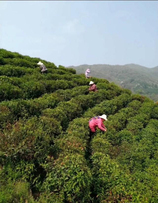 详解优质绿茶信阳毛尖的种植技巧