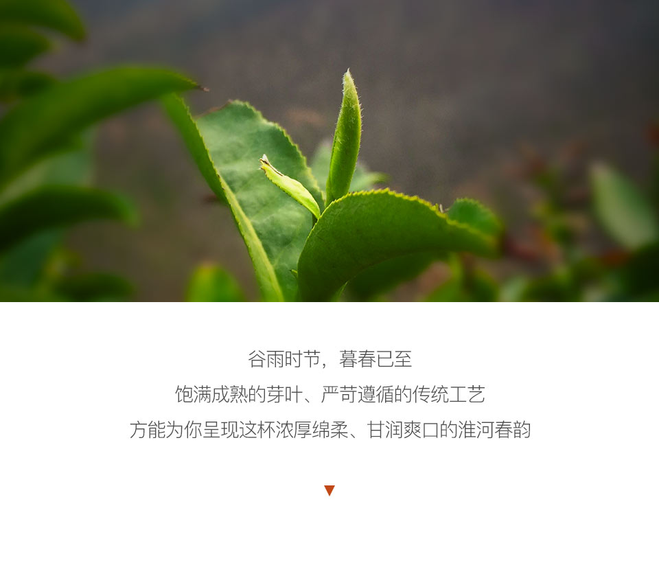 阿里云·大师监制 | 【2022春茶】雨前茶·信阳毛尖100g
