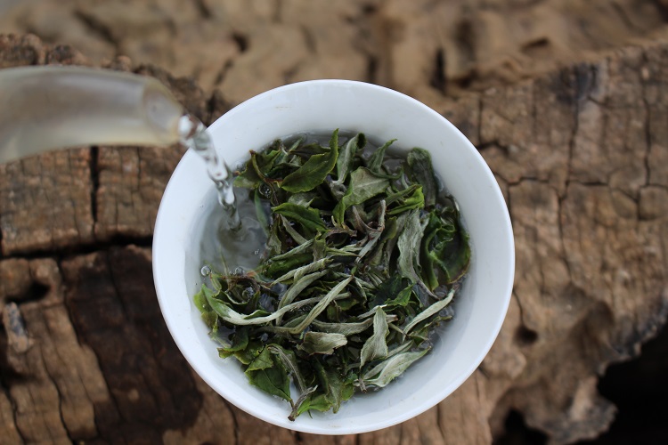 2024年春尾二级信阳白茶 兰芽玉蕊散装 白茶核心产地浉河港茶厂批发
