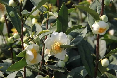 茶树花