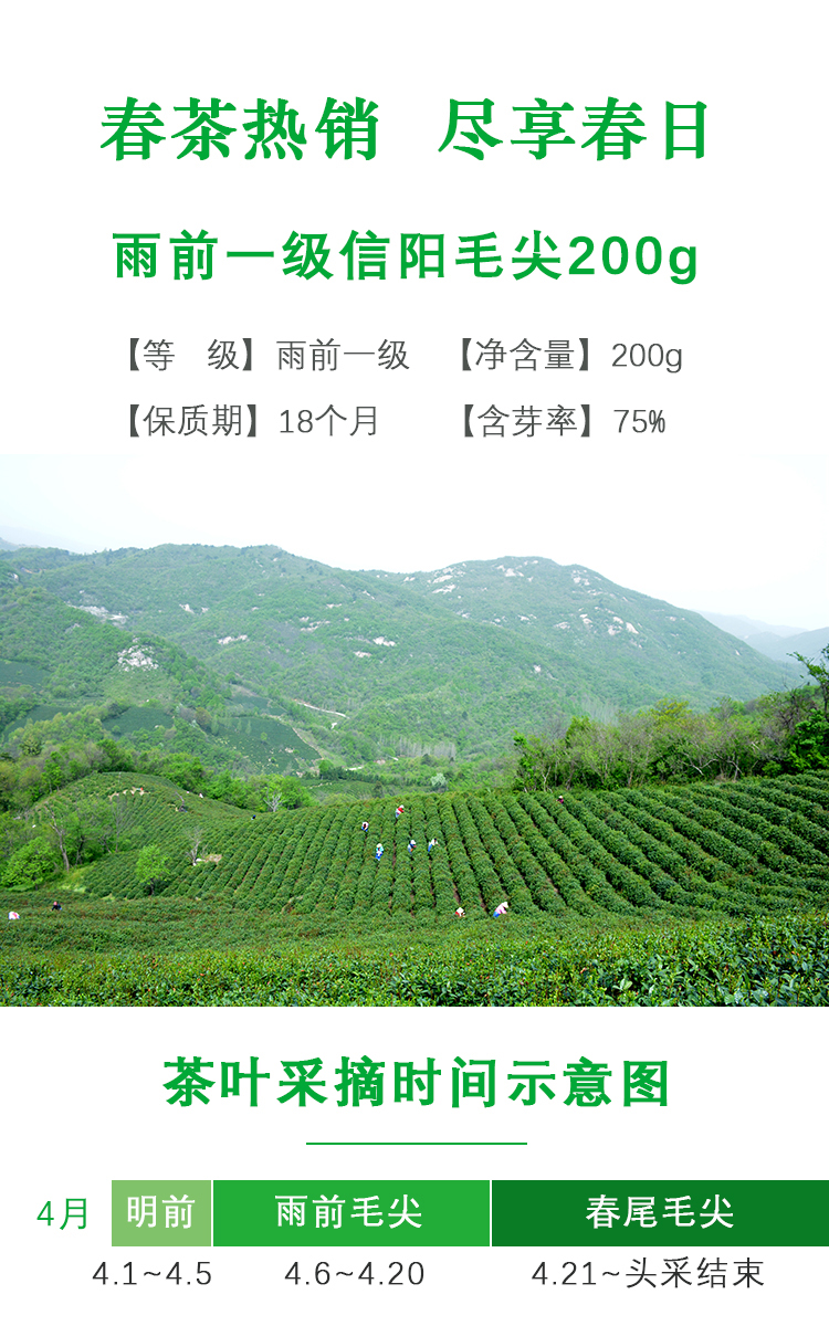 【五云两潭一寨】名山头茶200g雨前一级2024新茶绿茶信阳毛尖高山茶